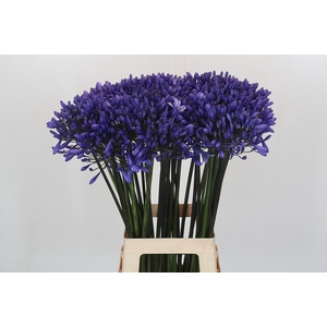Agapanthus 'Buddy Blue'
