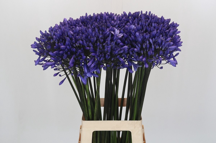 Agapanthus 'Buddy Blue'