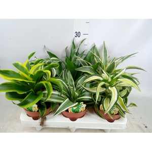 Dracaena   ...mix