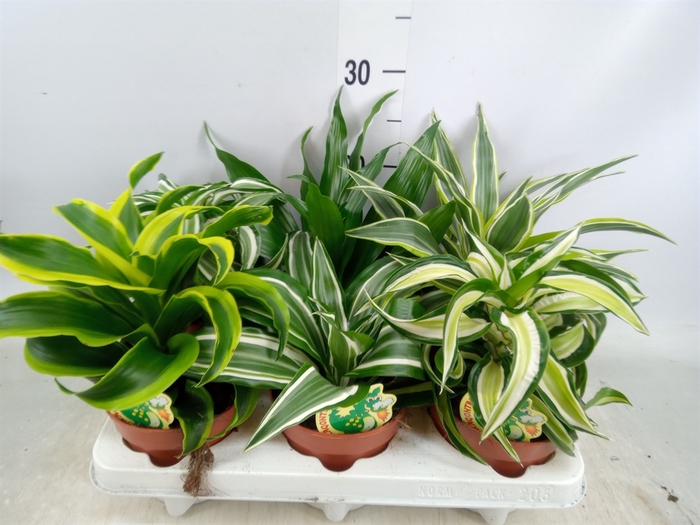 <h4>Dracaena   ...mix</h4>