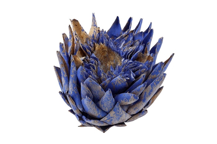 Dried Artz Cynara Heads Matisse