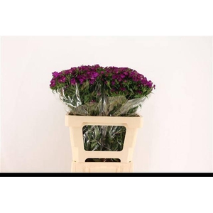 DI BARB AM NEON PURP