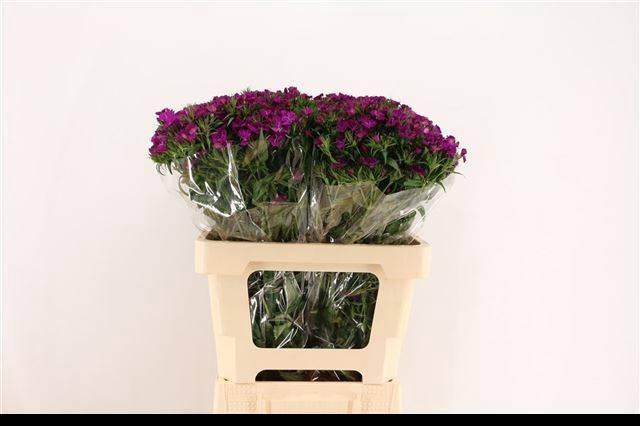 <h4>DI BARB AM NEON PURP</h4>