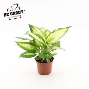 Dieffenbachia 'Camilla'