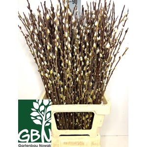 SALIX WILGENKATJES