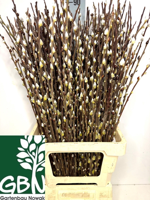 <h4>SALIX WILGENKATJES</h4>
