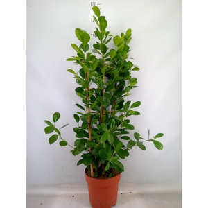 Ficus microcarpa 'Moclame'