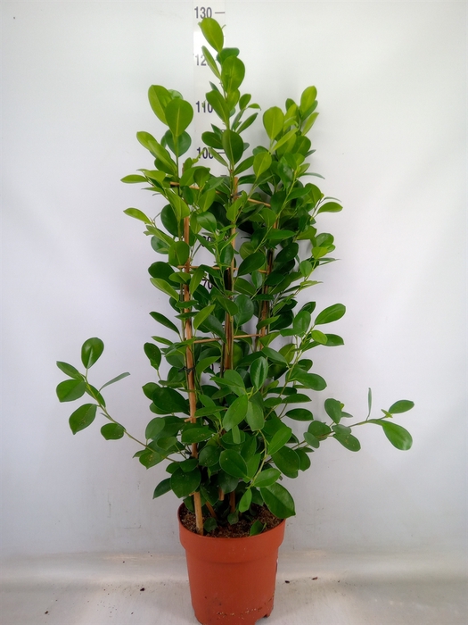 <h4>Ficus microcarpa 'Moclame'</h4>