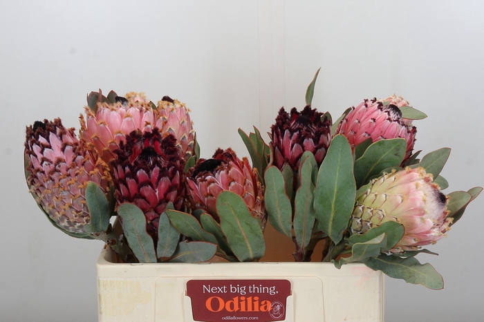 <h4>Protea Barbigera Air</h4>