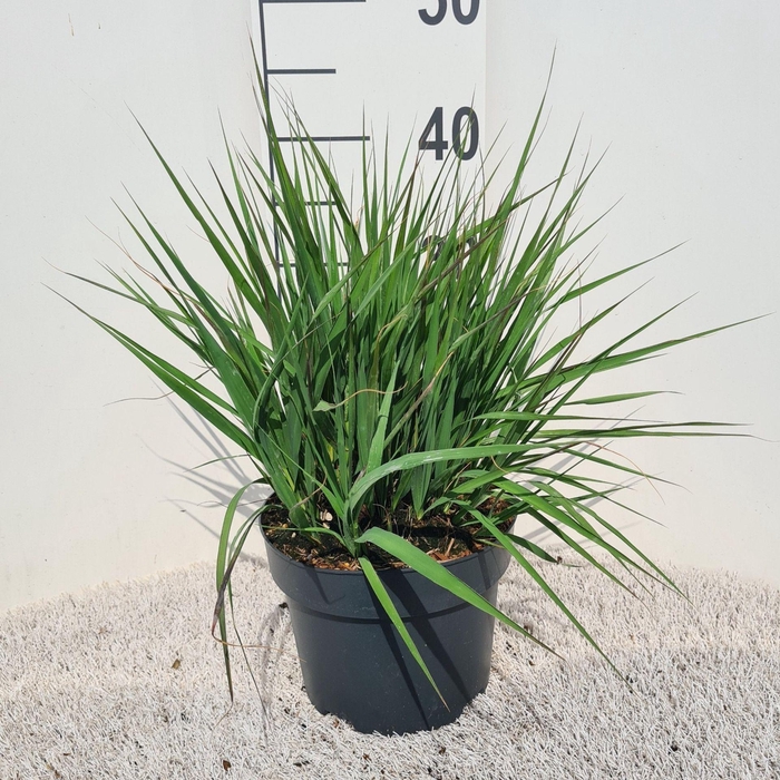 <h4>Molinia caerulea Moorhexe</h4>