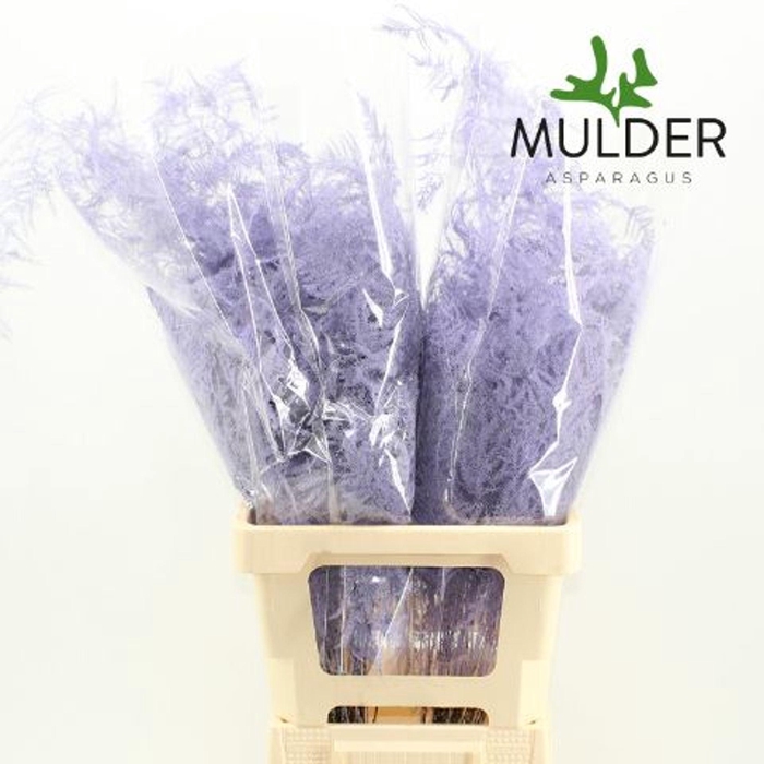 Asparagus DYED Light violet
