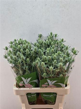 <h4>Eryn White Glitter</h4>