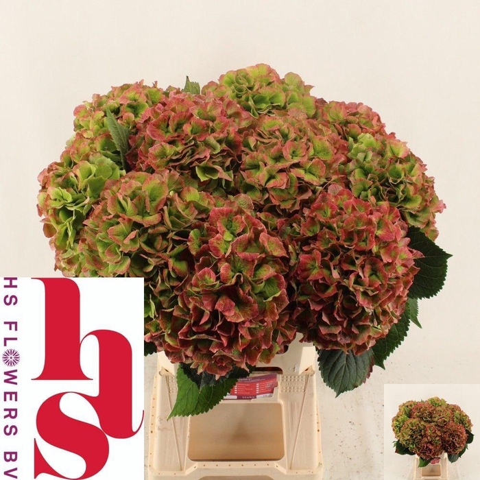 <h4>HYDR M CH VERENA CL</h4>