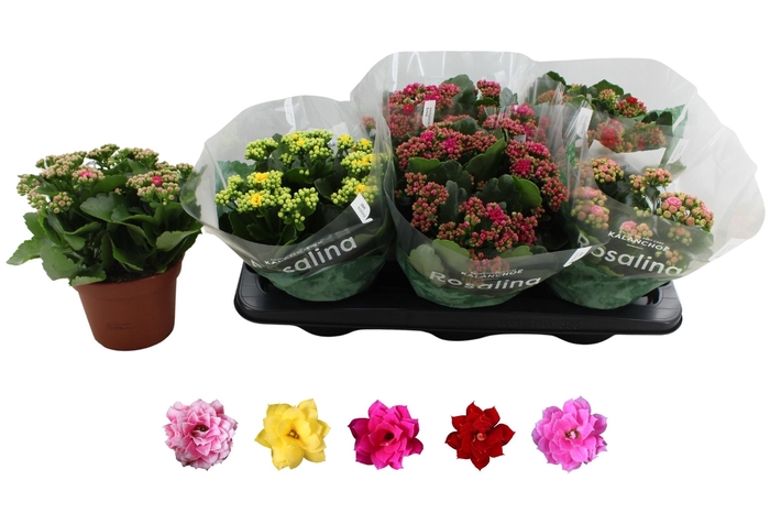 <h4>KAL GE RO GEM 5 KL</h4>