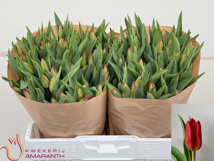 <h4>TU EN STRONG LOVE</h4>