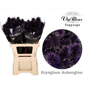 ERYNGIUM SUPERNOVA AUBERGINE 60cm