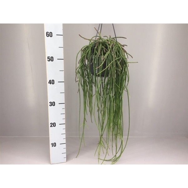 <h4>Rhipsalis puniceodiscus</h4>