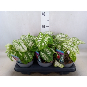 Caladium   ...