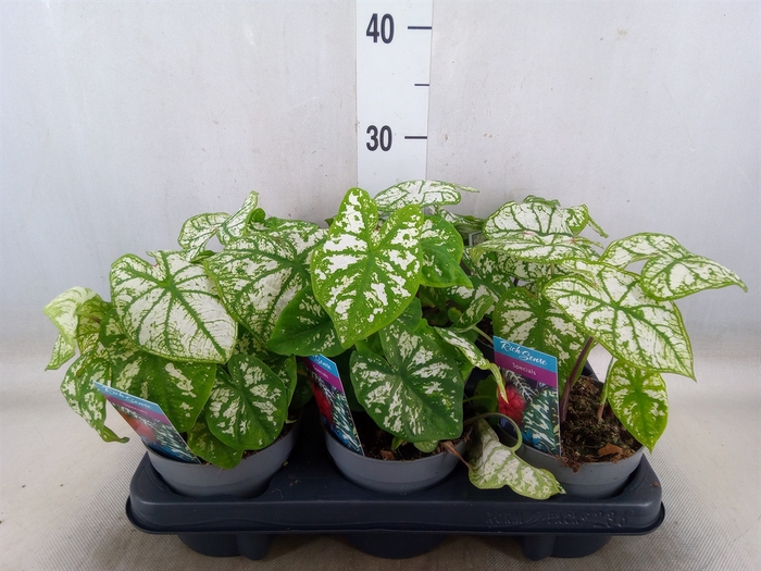 <h4>Caladium   ...</h4>