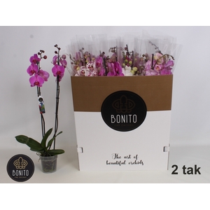 PHAL GEM 8 KL
