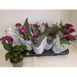 ZANT ROYAL VALENTINE