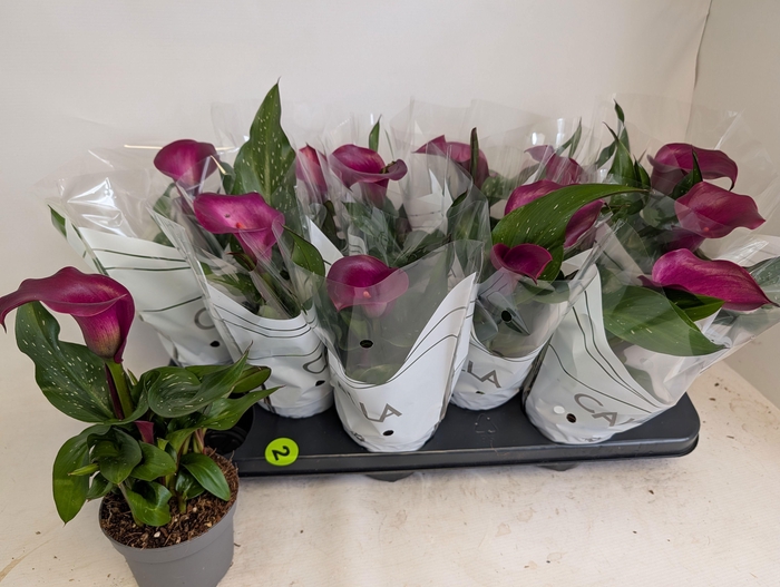 <h4>ZANT ROYAL VALENTINE</h4>