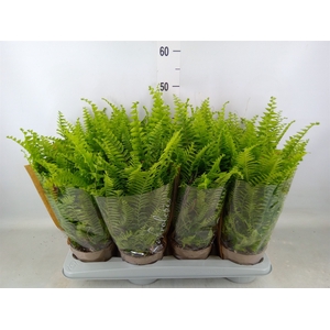 Nephrolepis exal. 'Green Lady'