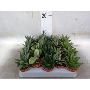 Aloe   ...mix