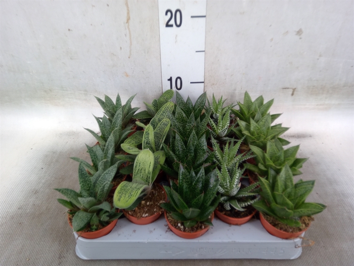 <h4>Aloe   ...mix</h4>