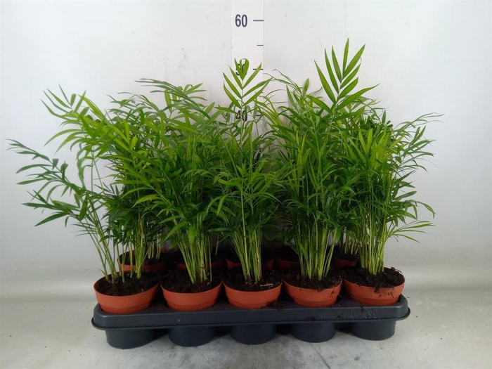<h4>Chamaedorea elegans</h4>