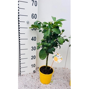 Citrus meyeri 'Meyer'