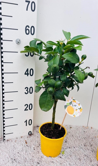Citrus meyeri 'Meyer'