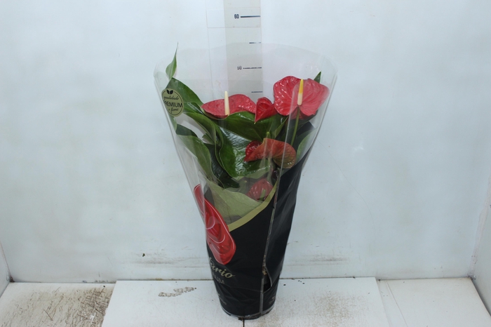 <h4>ANTHURIUM MICHIGAN P17 PREMIUM</h4>