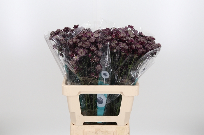 <h4>Astrantia Star Of Africa</h4>