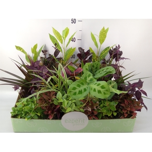 Planten  ..mix