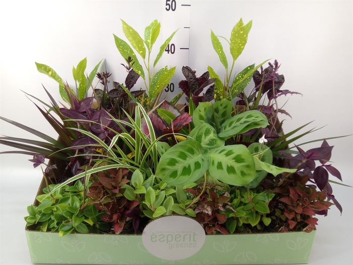 <h4>Planten  ..mix</h4>