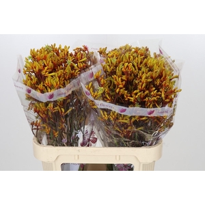 Anigozanthos Gold Fever