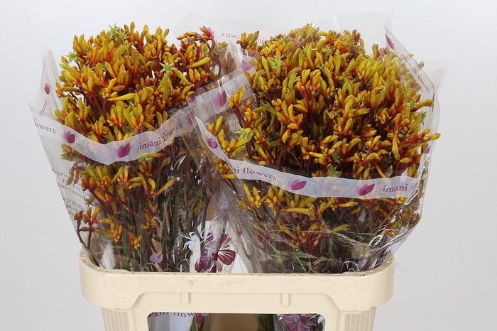 <h4>Anigozanthos Gold Fever</h4>