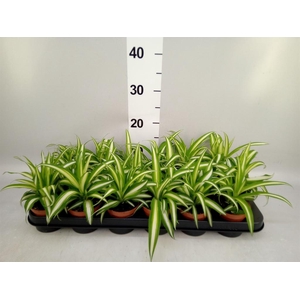Chlorophytum com. 'Variegatum'