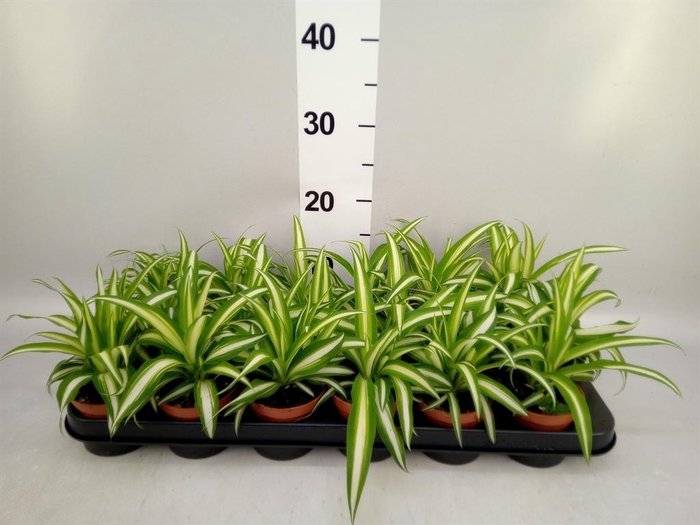 <h4>Chlorophytum com. 'Variegatum'</h4>