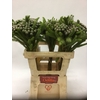 Kaaps Brunia Albiflora Green