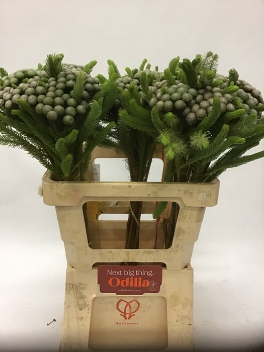 Kaaps Brunia Albiflora Green