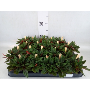 Peperomia caperata 'Rosso'