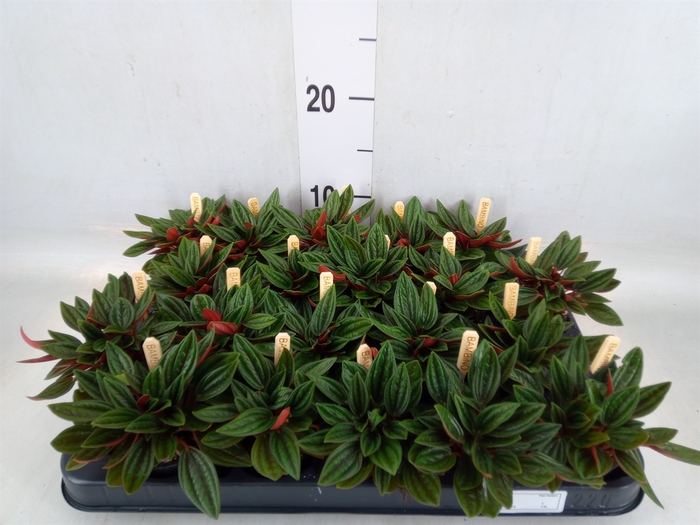 <h4>Peperomia caperata 'Rosso'</h4>