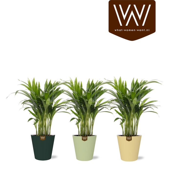 <h4>DYPSIS LUTESCENS</h4>