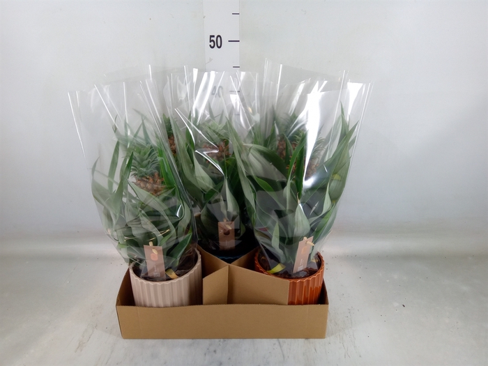 <h4>Ananas  'Mi Amigo'</h4>