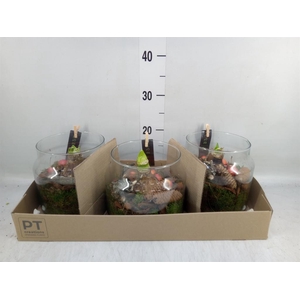 Arr.  Hippeastrum  L%