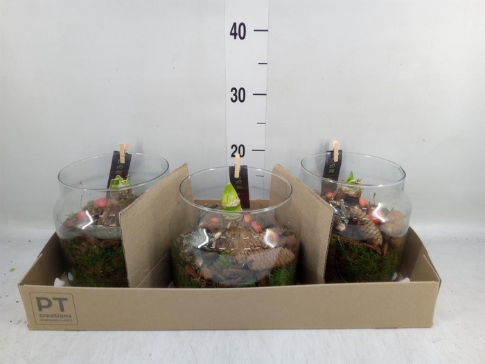 <h4>Arr.  Hippeastrum  L%</h4>