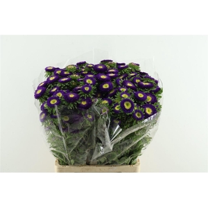 Callis Mats Purple