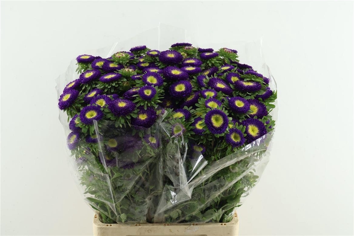 <h4>Callis Mats Purple</h4>